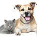 Pet Health Blog