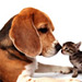 Save-On-Petsupplies.com