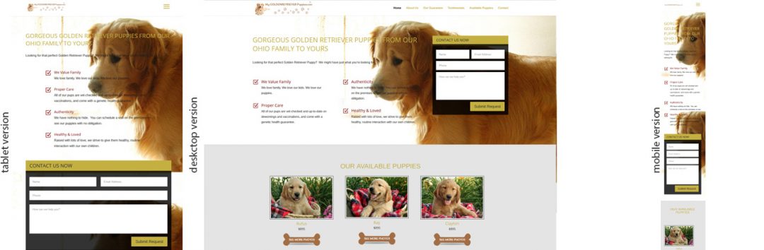 My Golden Retriever Puppies