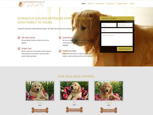 My Golden Retriever Puppies